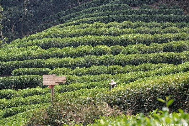 185 Hangzhou Teeplantage