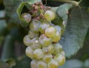 84 weinprobe 84 weinprobe