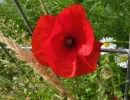 cimg0661 cimg0661