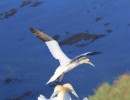 im flug im flug