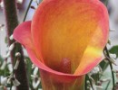 img 0116 img 0116