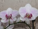 img 0130 img 0130
