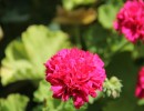 img 2250 img 2250
