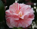 img 3908 img 3908