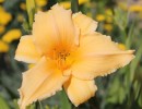 img 6422 img 6422