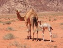w  ste negev 2 w  ste negev 2